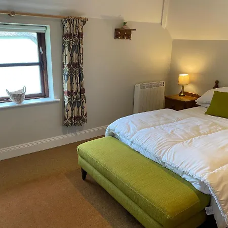 Bracken Ferns Killarney